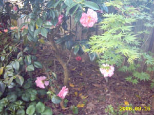 camellia1.jpg