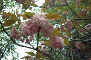 cherryblossom.jpg