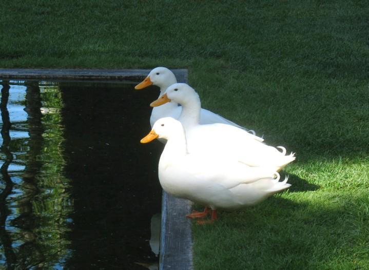 ducks.jpg