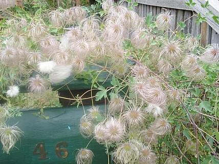 floralovermailbox.jpg